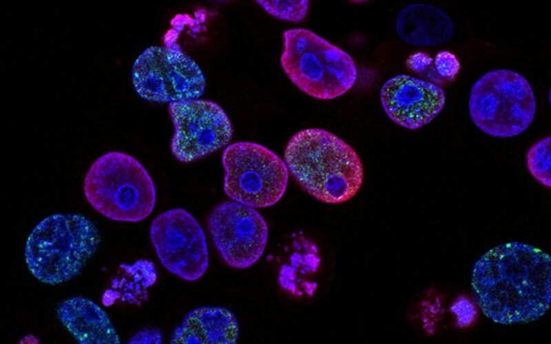 NCE, APIs and Peptides